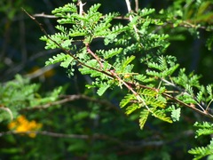 Mimosa borealis