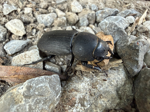 Lesser Stag Beetle