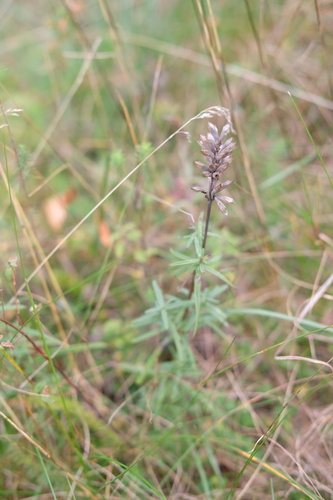 Hyssop-leaved Dragonhead