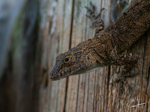 Crested Anole