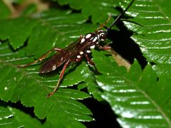 Degithina