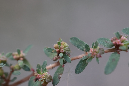 Spotted spurge