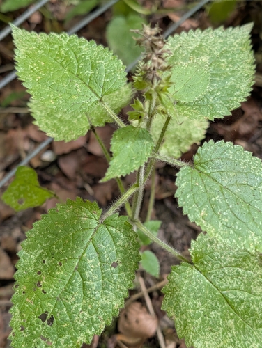 Stachys sylvatica, photograph 5