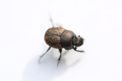 Onthophagus fracticornis