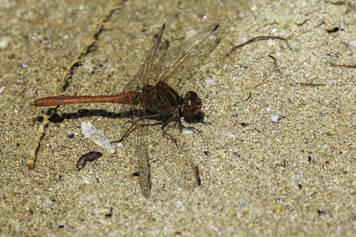 Southern Darter
