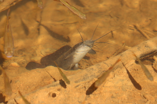 Sri Lankan Walking Catfish