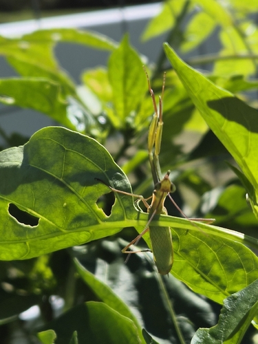 European Mantis
