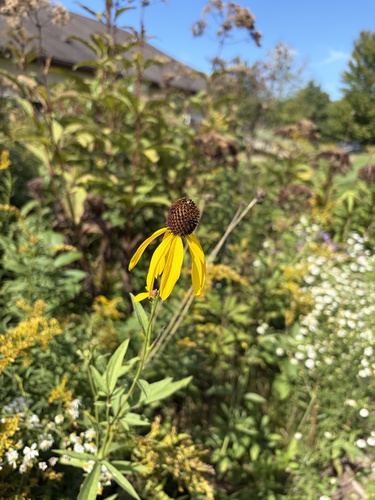 grey-headed coneflower