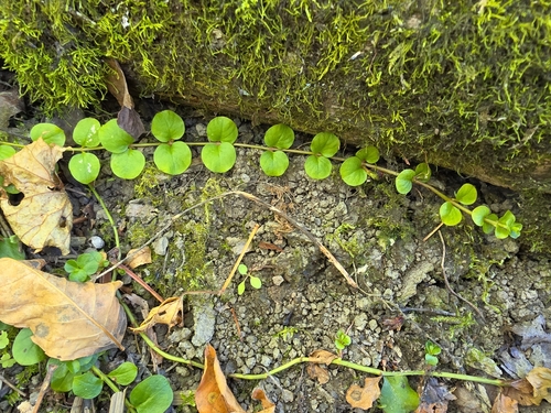 creeping Jenny