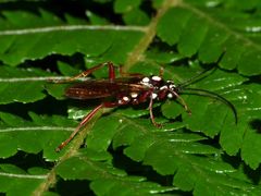 Degithina