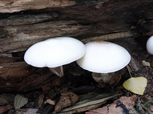 Silky Rosegill