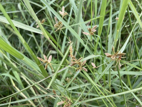 Cyperus sanguinolentus observed 2026-09-23