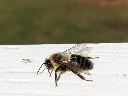 Common Eastern Bumble Bee