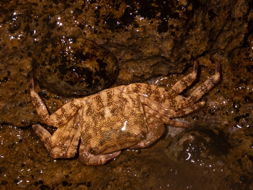 Marbled Crab