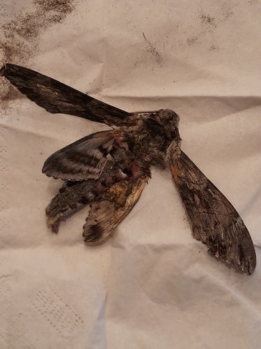Convolvulus Hawkmoth