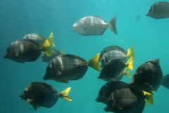 Prionurus laticlavius
