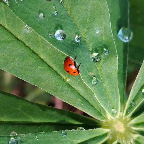 Seven-spotted Lady Beetle