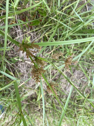 Cyperus pilosus observed 2026-09-23