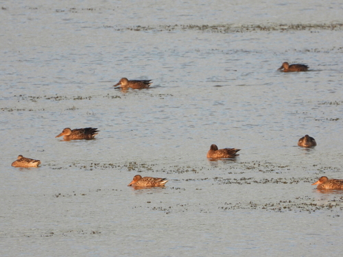 Northern Shoveler