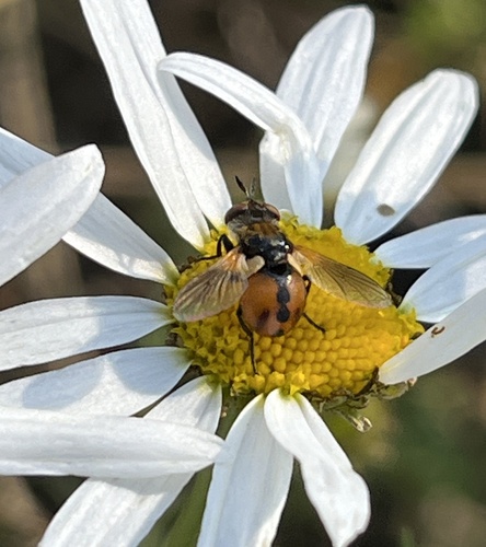 Gymnosoma