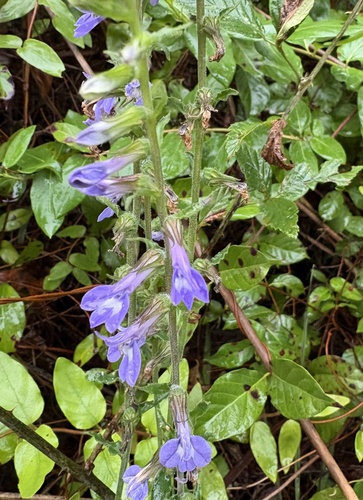 downy lobelia