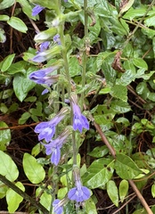 author not stated, no rights reserved Lobelia puberula, photograph author not stated, no rights reserved