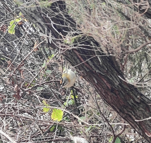 Madeira Firecrest