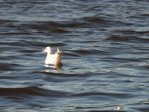 Black-headed Gull