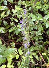 author not stated, no rights reserved Lobelia puberula, photograph author not stated, no rights reserved