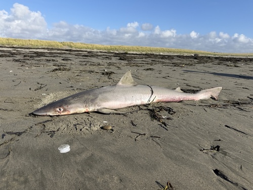 School Shark