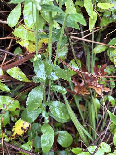 Lobelia puberula, photograph 6