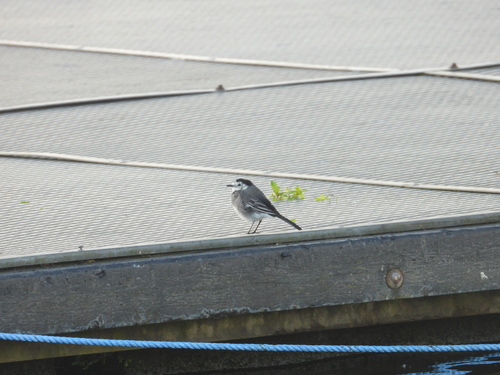 White Wagtail