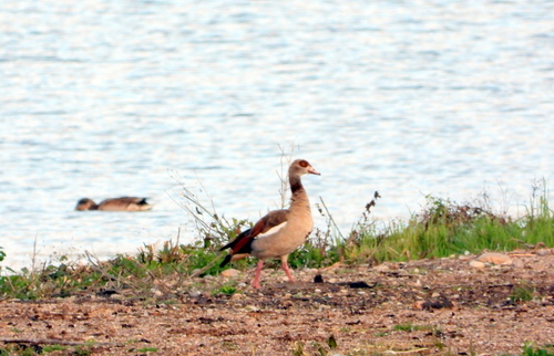 Egyptian Goose