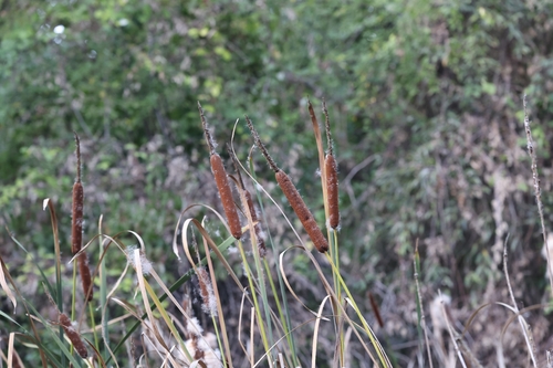 narrow-leaved cattail