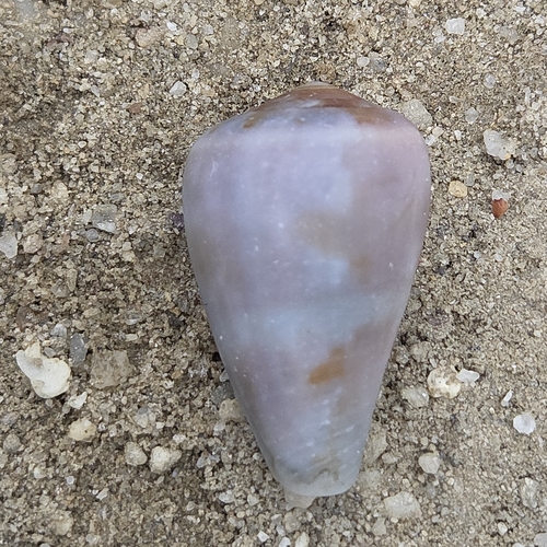 Conus ermineus observed 2026-09-24