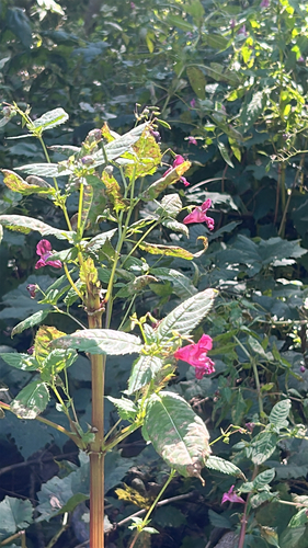 Himalayan balsam