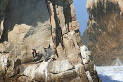 Pelecanus occidentalis