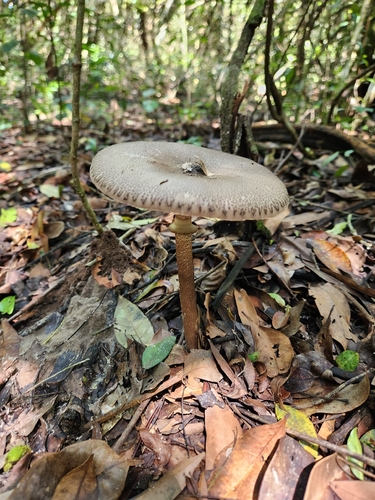 Macrolepiota capelariae
