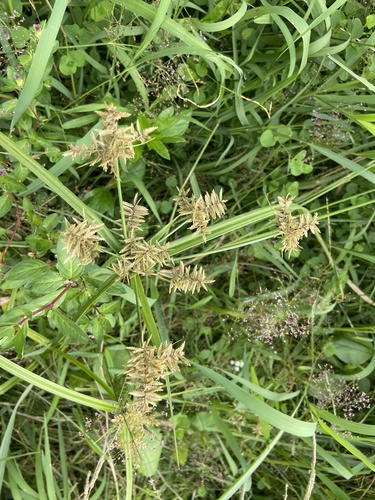 Cyperus pilosus observed 2026-09-23