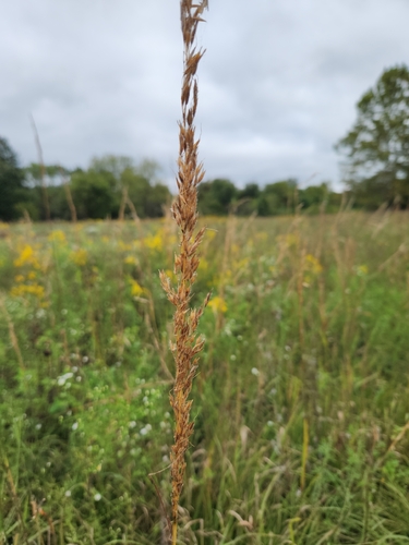 Indiangrass