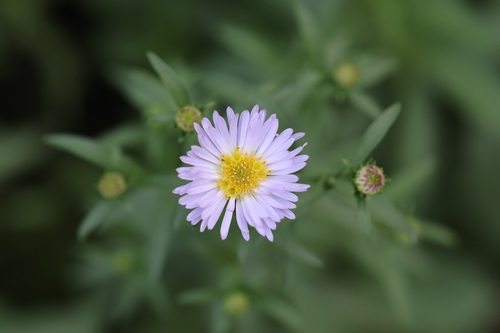 New York aster