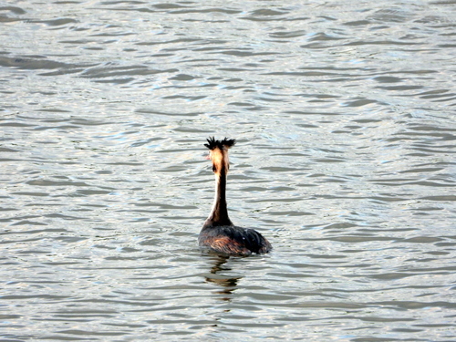 Great Crested Grebe
