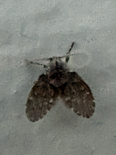 Bathroom Moth Fly