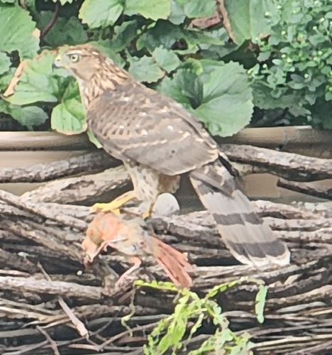 Cooper's Hawk