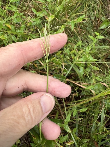 small carpetgrass