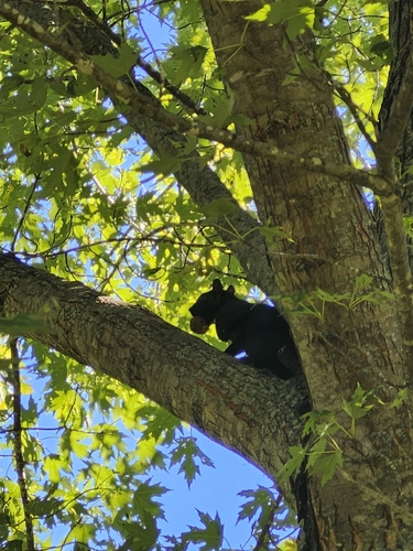 Eastern Gray Squirrel