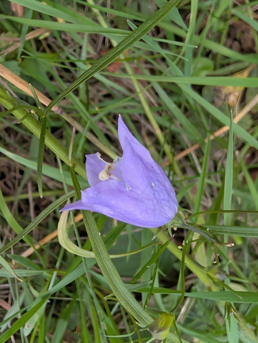 Campanula rotundifolia, photograph 3