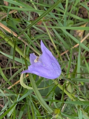 Campanula rotundifolia, photograph author not stated, no rights reserved