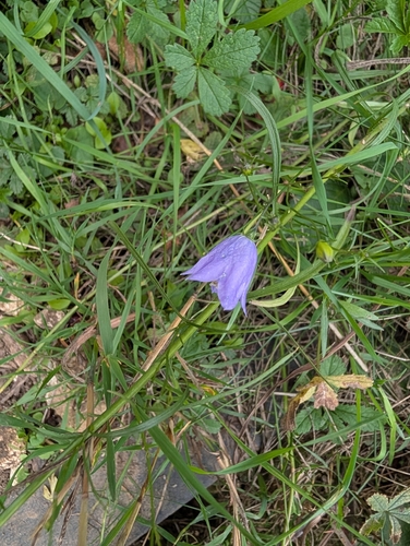 Campanula rotundifolia, photograph 4