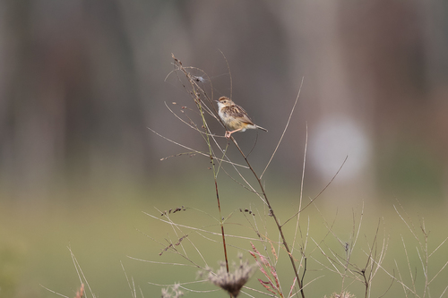 Zitting Cisticola